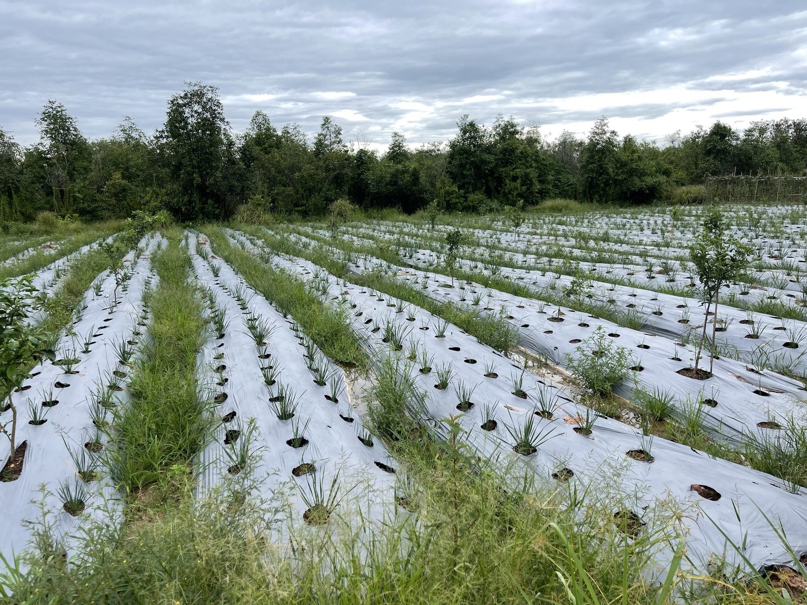 Wide view over the planted fields at Natan