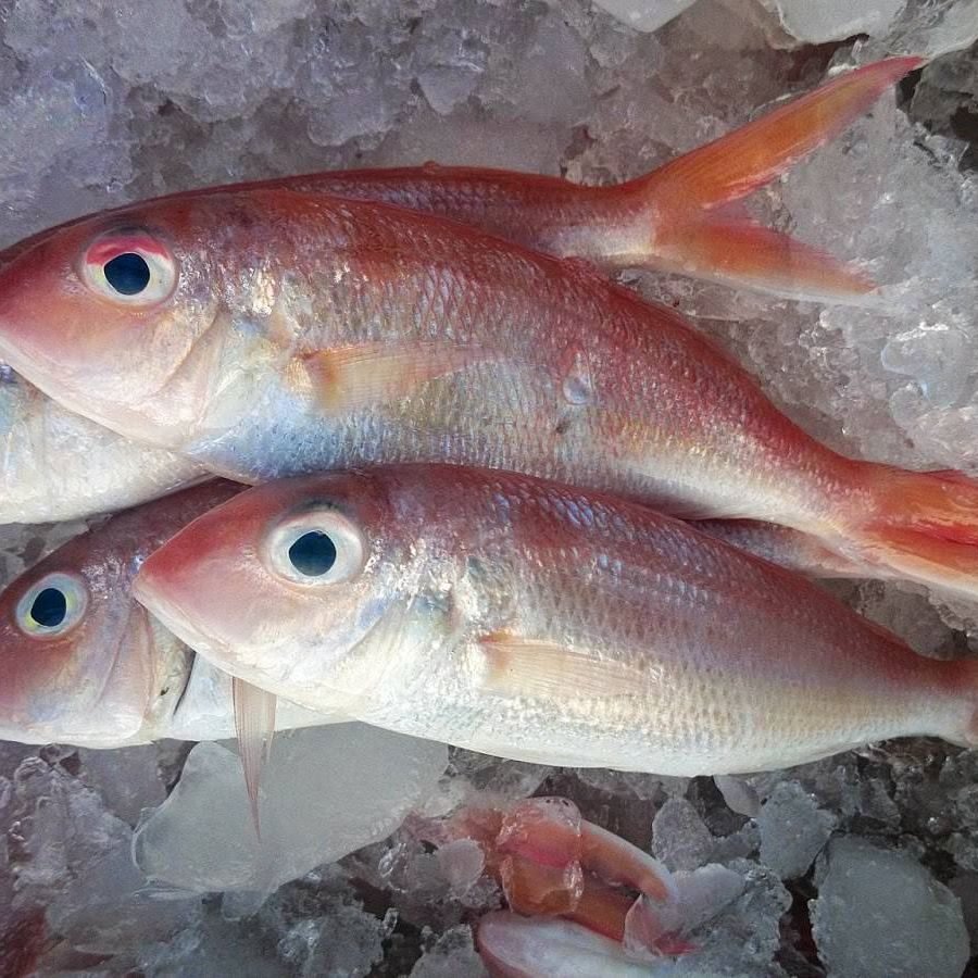 Freshwater fish from the project ponds